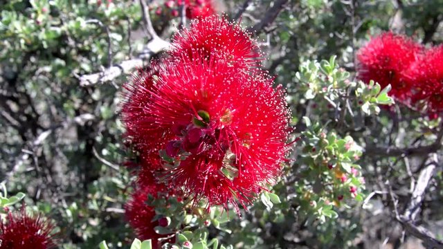 Eukalyptusbl&uuml;te, Cardinals Scarlet, Eukalyptusbaum, Gummibaum, Corymbia ficifolia Baby Scarlet, Australien, Westaustralien