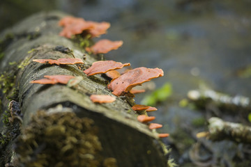 'Pycnoporus sanguineus' fungus in a wood. Macro photography. São Cristóvão do Sul. Santa Catarina / Brazil