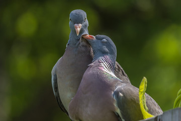 portrait of two birds  pigeon, closeup, green blurred background, portret, para gołębie, grzywacz na zielonym tle