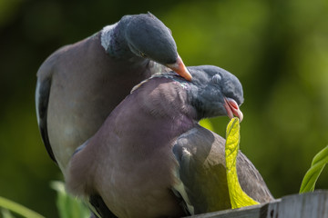 portrait of two birds  pigeon, closeup, green blurred background, portret, para gołębie, grzywacz na zielonym tle © Ewa Cierniak