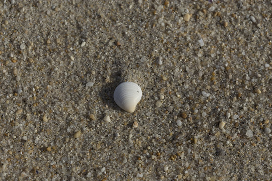 White shell on sandy beach