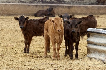 bull in spain