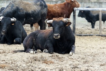 bull in spain