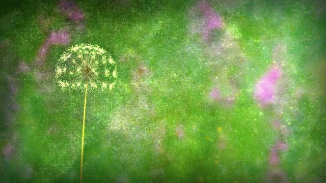 “Close your eyes and Make a wish. May all your wishes come true.” Text animation, with dandelion seeds blowing away. Loop (or removable) section between 6:00-12:00. Green and pink version.