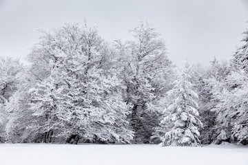  Les Monts d'Aubrac, f&ocirc;ret du bois de Saint-Urcize, Cantal