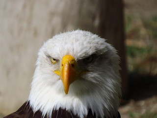 bald eagle 