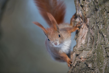 squirrel, Sciurus vulgaris, Wiewiórka © Slawomir