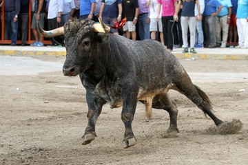bull in spain