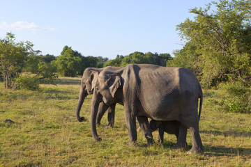 sri lankan elephant family