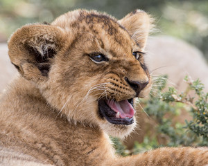 Young lion cub portrait in the Masai MAra National Park in KEnya