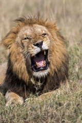 Angry Male Lion in a mating session in the Masai Mara National PArk in Kenya