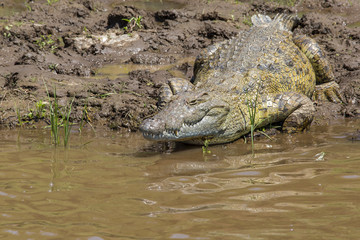 Crocodile in the Mara River in the Masai MAra National Park in Kenya