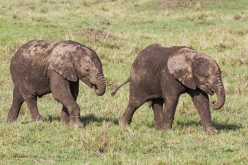 Baby elephants walking together in the Masai Mara National Park in Kenya