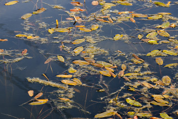 red and yellow leaves