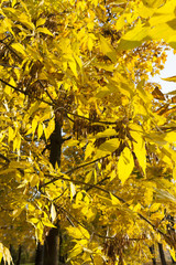 lush yellowed foliage
