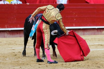 bull in spain