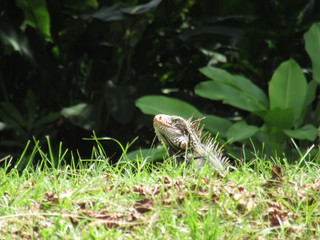 iguana
