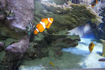 Alla ricerca di nemo