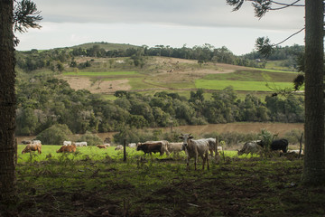 Rural landscape with trees and cattle near from a river. Blue sky with clouds. Frei Rogério, Santa...