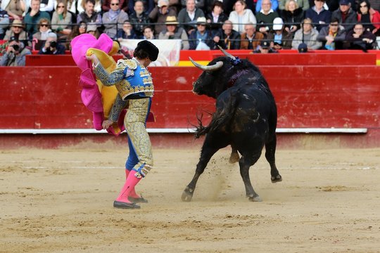 bull in spain