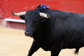 bull in spain