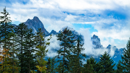 Bergwald mit Gebirgskette im Hintergrund