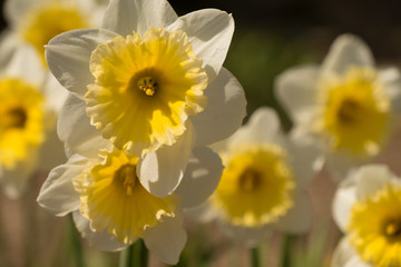 Fototapeta premium flowers close up yellow white