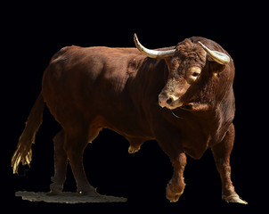 toro