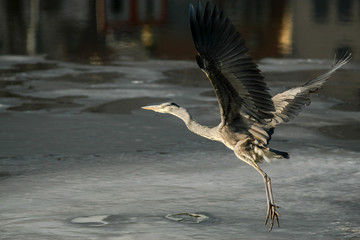 gray heron - a species of large water bird with a slender figure with a long curved neck - obrazy, fototapety, plakaty