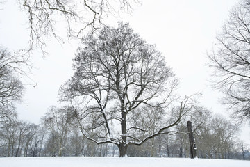 Schneebedeckte Bäume