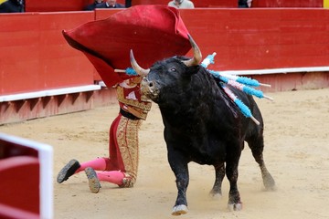 bull in spain