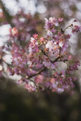 Cherry tree blossom. Cherry flowers blooming. Sakura Matsuri park and festival. Frei Rogério, Santa Catarina / Brazil