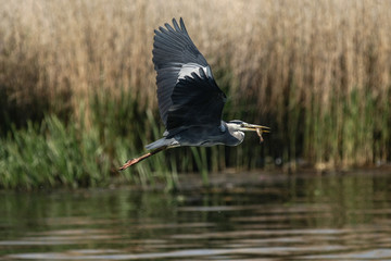 gray heron - a species of large water bird with a slender figure with a long curved neck