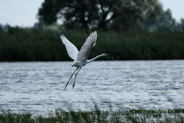 gray heron - a species of large water bird with a slender figure with a long curved neck