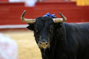 bull in spain