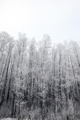 Winter forest