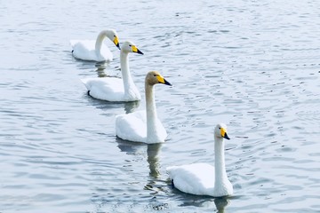 Naklejka premium 旭川に飛来した白鳥
