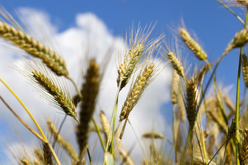 Agricultural field