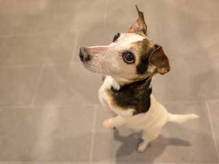 small dog stands on his hind legs and looks upwards - Jack Russell Terrier Hound 10 years old, hair...