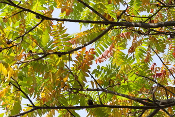 autumnal trees