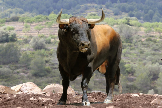 toro