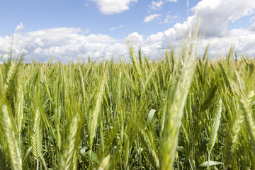 Field of wheat
