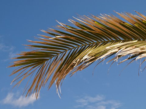 Blatt von einer Palme vor blauem Himmel