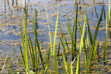 grass on swamp