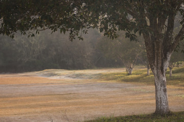 Soccer field frozen early in the morning. Colorful texture and shadows. Tree in the foreground.