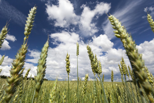 young wheat