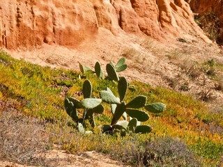 Wilde Kakteen in freier Natur