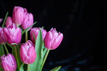 Obraz premium Pink tulips with black background