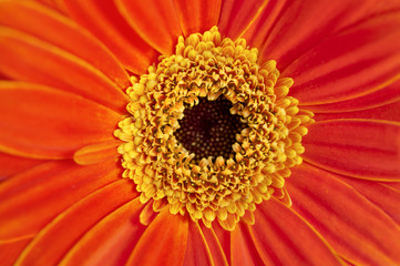 Closeup of orange Gerber Daisy in macro view