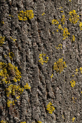 yellow lichen